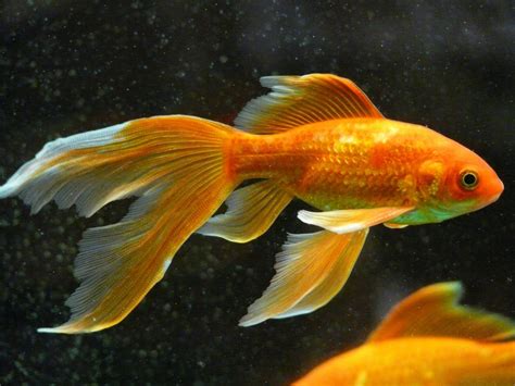 The 101 Guide For Breeding Single Tailed Goldfish My Aquarium Club