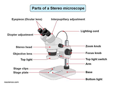 Parts Of Stereo Microscope Dissecting Microscope Labeled Diagram