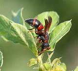 Pictures of Mason Wasp