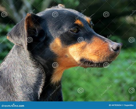 Black Dog Mutts Stock Photo Image Of Black Fucinho 44783654