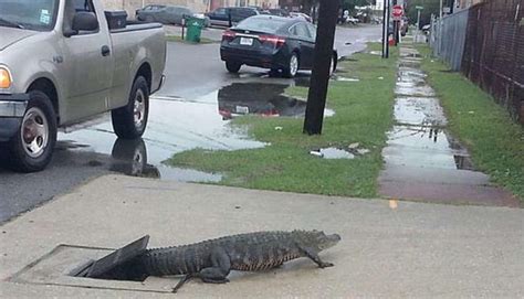 Watch New Orleans Residents Shocked To Discover Alligator Crawling Out