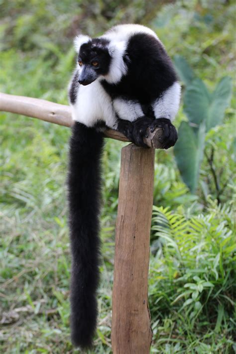 Black And White Ruffed Lemur Found On Lemur Island Andasibe