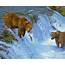 Brown Bears Fishing Brooks Falls Waterfall Alaska  Photo Information