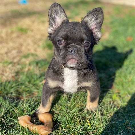Great Fluffy French Bulldog For Sale Near Me Of All Time Check It Out