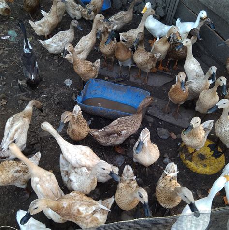 Usaha Ternak Bebek | Bandar Lampung