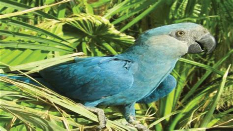Blue Macaw Listed As ‘extinct Post Courier