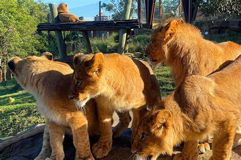 5 Lions Escape Zoo Enclosure In Sydney Abs Cbn News