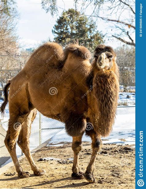 The Bactrian Camel Camelus Bactrianus Stock Image Image Of Covered