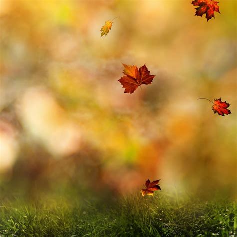 Falling Leaves Ipad Air Wallpapers Free Download