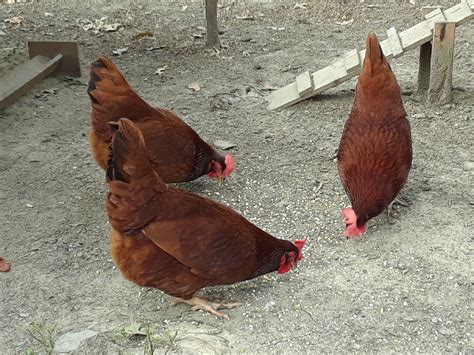 cherry egger™ brown egg laying chickens cackle hatchery®