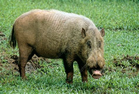 Bearded Pig Stock Image F0320474 Science Photo Library