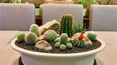 Cactus Arrangement In Big Terracotta Glazed Pot Youtube