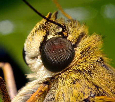Skipper Head These Butterflies Have Amazing Compound Eyes Flickr