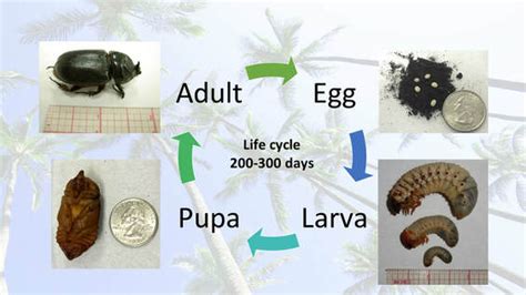 Rhinoceros Beetle Life Cycle