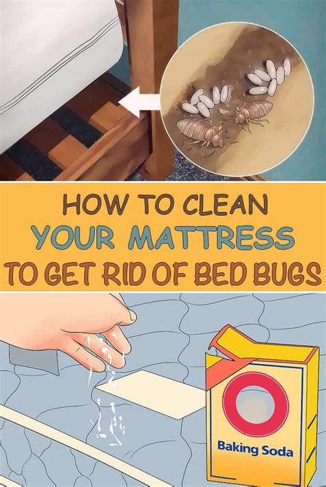 How To Get Rid Of Bed Bugs In A Mattress The Housing Forum