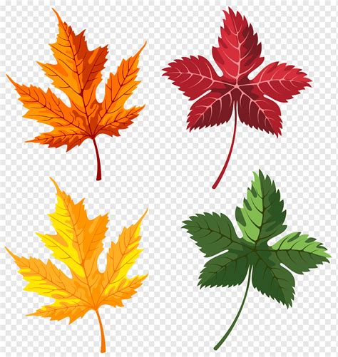 Orange Red Yellow And Gren Maple Leaves Autumn Leaf Autumn Leaves