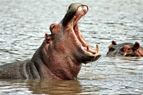 Top 15 Hippopotamus Facts Ancestry Diet Habitat And More