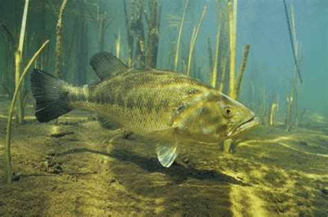Largemouth Bass Si Ikan Karnivora Sejati Bermulut Besar Nakama Aquatics