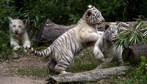 Jun 14, 2021 · harimau malaya kehilangan tiga tonggak utama menjelang perlawanan terakhir kumpulan g kelayakan piala dunia 2022/piala asia 2023 menentang thailand di stadium al maktoum, dubai pada awal pagi rabu ini. Lucunya Anak Harimau Putih Bengal - Foto Tempo.co