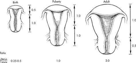 Physiology Of The Uterus And Cervix Abdominal Key