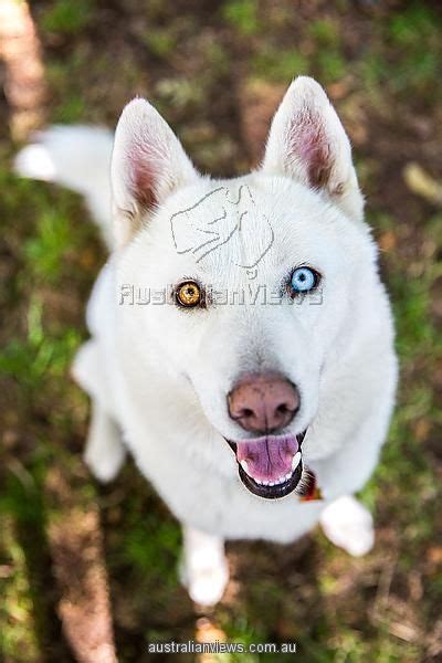 Pure White Huskies With Blue Eyes