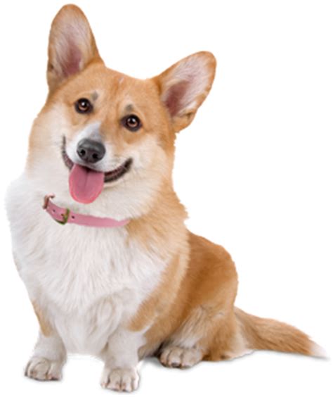 Find a welsh corgi puppy for sale. Corgi Puppies - Corgi Rescue and Adoption Near You