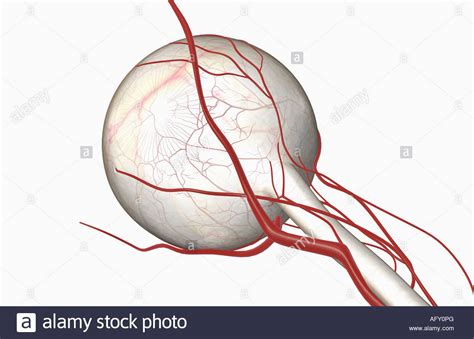 Ophthalmic Artery High Resolution Stock Photography And Images Alamy