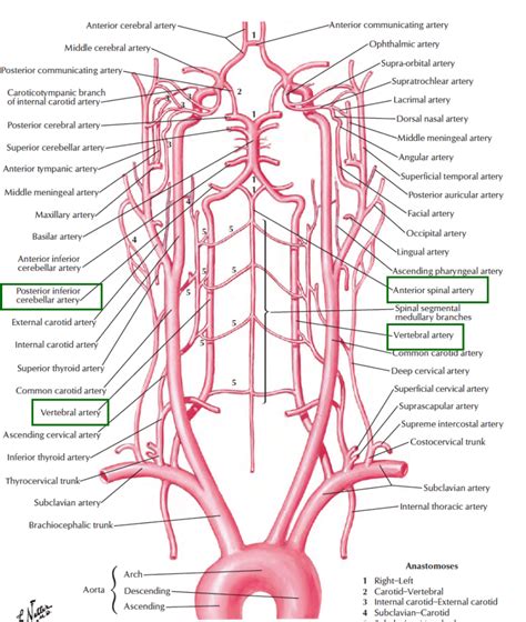 Head And Neck Anatomy Vertebral Artery