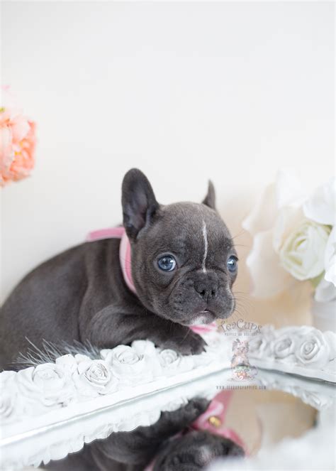 The french bulldog is small in size, and the teacup kind is not a variety but involves extremely miniature dogs which have been downsized to create an attractive, adorable breed. French Bulldogs by Teacups | Teacups, Puppies & Boutique