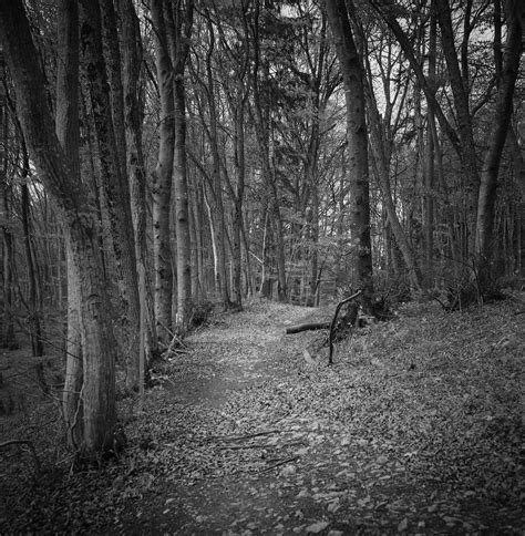 Dark Forest A Photo On Flickriver