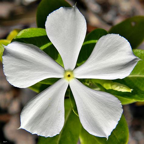 Catharanthus Vinca Roseus Madagascar Periwinkle Flickr