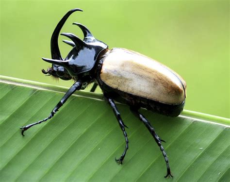 Outstandingly Interesting Facts About Rhinoceros Beetles Animal Sake