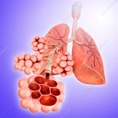 Alveoli Of The Lungs Illustration Stock Image F0181031 Science