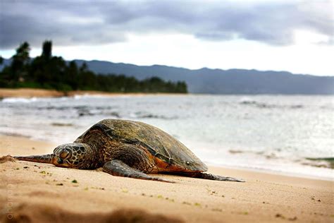 Green Sea Turtle At Laniakea Beach On North Shore Oahu Hawaii Hawaii