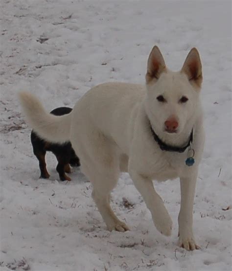 5 Common Questions About The White German Shepherd Animalso