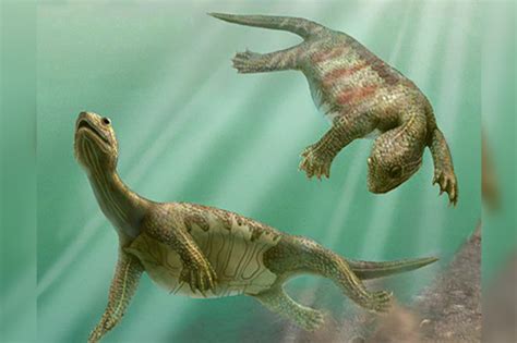 Archaeologists Discover Fossil Of Ancient Turtle Species That Never