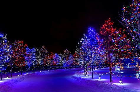 Lighted Trees For Christmas Hd Wallpaper Background