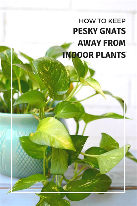 How to Keep Pesky Gnats Away from Indoor Plants | Plants ...
