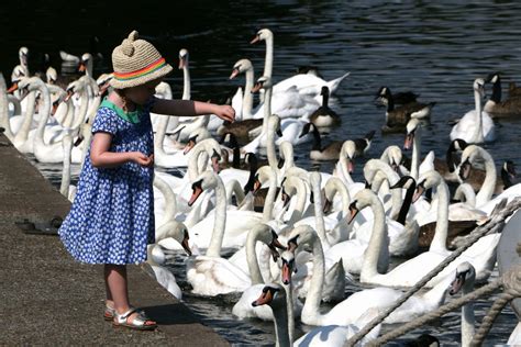 Feeding Swans Free Spirit