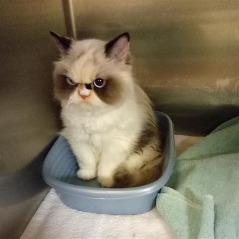 Meet Meow Meow The Fluffy New Grumpy Cat That Is Going Viral On Instagram