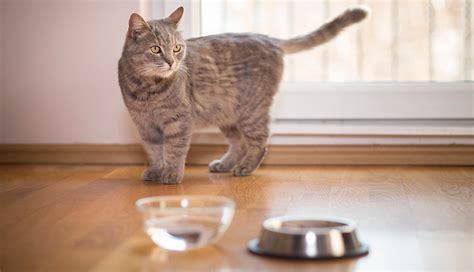 My cat won't drink if i'm in the kitchen! My cat won't drink water! - Your Cat