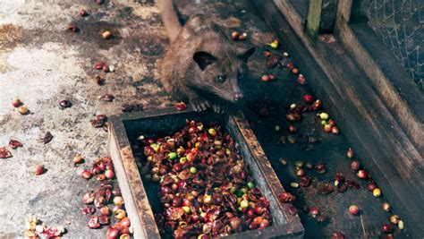 Mengenal Kopi Luwak Kopi Termahal Dunia Asal Indonesia The Phrase