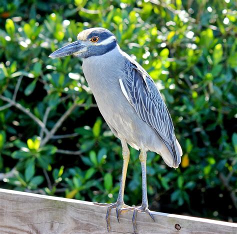 Top 95 Pictures Yellow Crowned Night Heron Pictures Latest