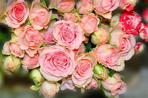 833381 Roses Closeup Pink Color Flower Bud Rare Gallery Hd Wallpapers