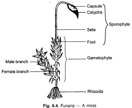 Class 9 & 10 lesson 9 class 3 work of muscle. CBSE Class 9 Science Practical Skills - Plant Kingdom