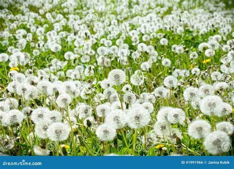 White Dandelions In The Meadow Stock Photo Image Of Dandelions