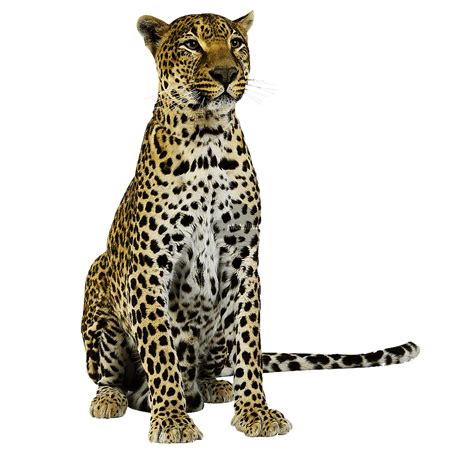 Png Images For Editing Background Images For Editing Cheetah Pictures