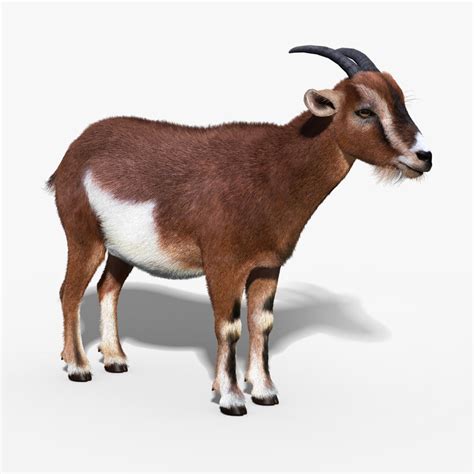 Over the year since, google has a bunch of 3d animals you can view in google search using ar — here's the full list that we're constantly updating. goat fur 3d model