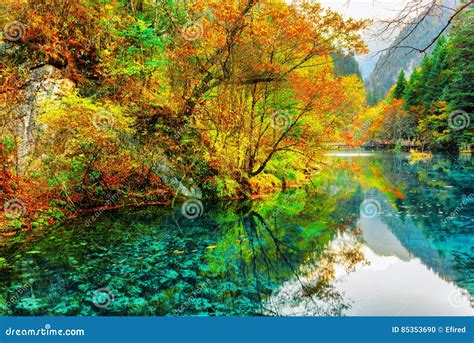 The Five Flower Lake Amazing Autumn Woods Reflected In Water Stock