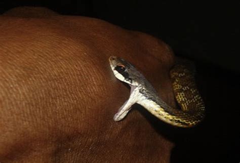 Tiger Snake Bite